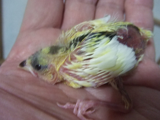 ����������@���[���[�J�i�����y��n������z