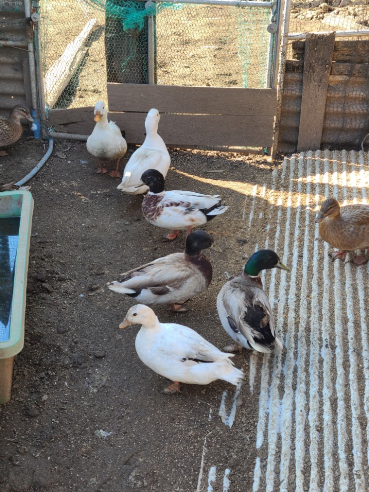 ���A�~�b�N�X�R�[���_�b�N�L�����P�O�@