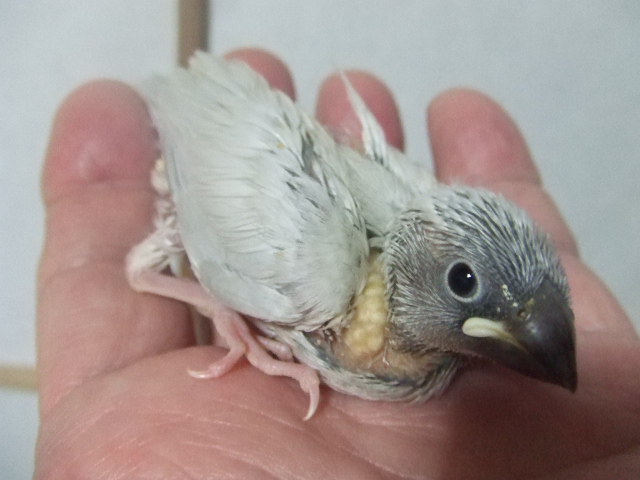 ����������V���o�[�Ԃ񂿂傤