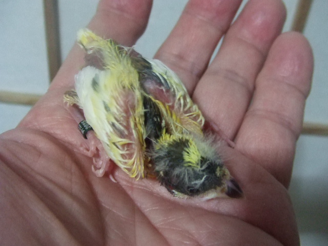 ���������胍�[���[�J�i�����@�q�i