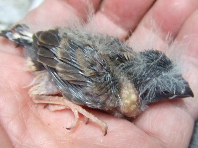 ���������� �L���J�`���E�@�u���b�N�`�[�N