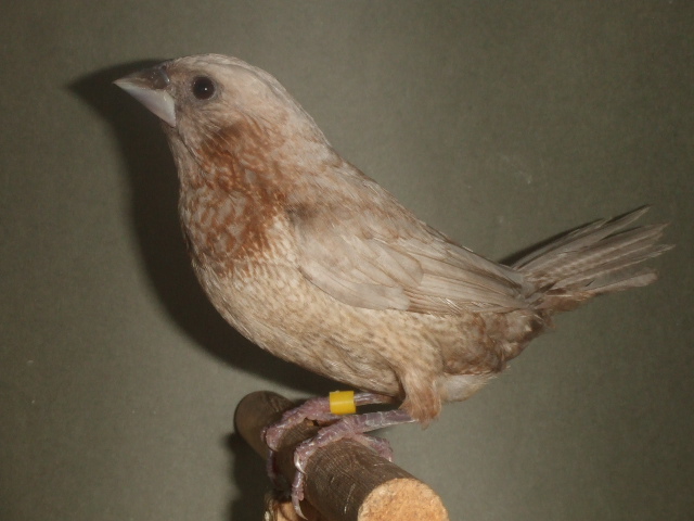 �̊i�̗ǂ����[���b�p�\�o���@�p�[�����X