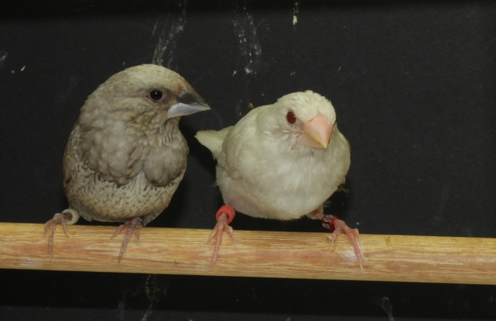 �p�[���O���[�I�XX�O���[�C�m���X