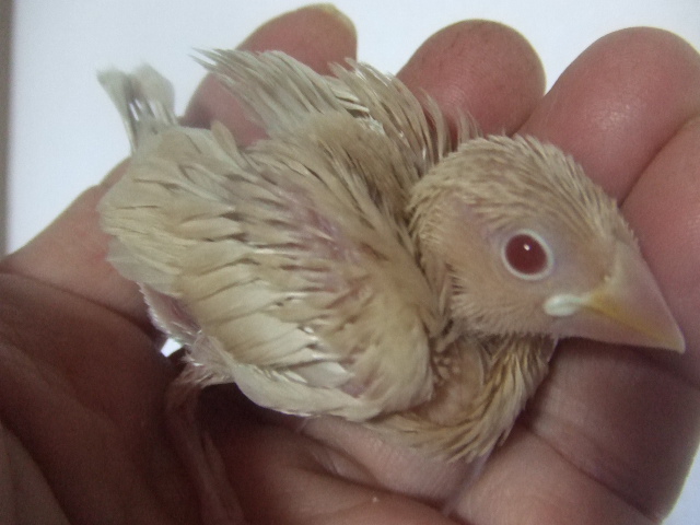 ����������N���[���Ԃ񂿂傤