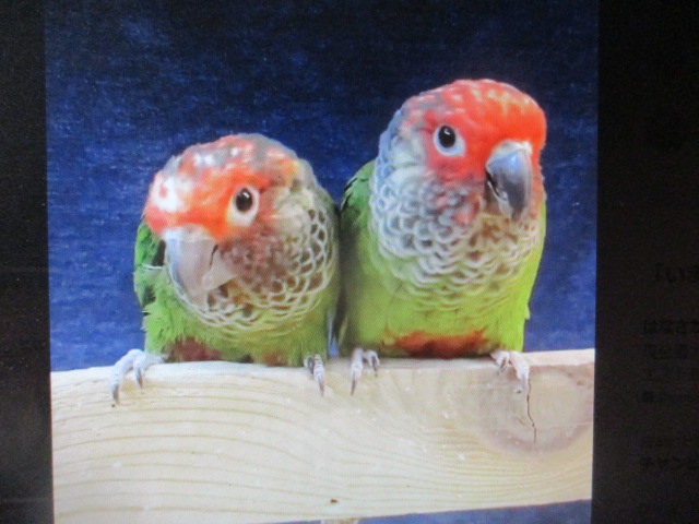 �o���C���r�^�C�@�y�A