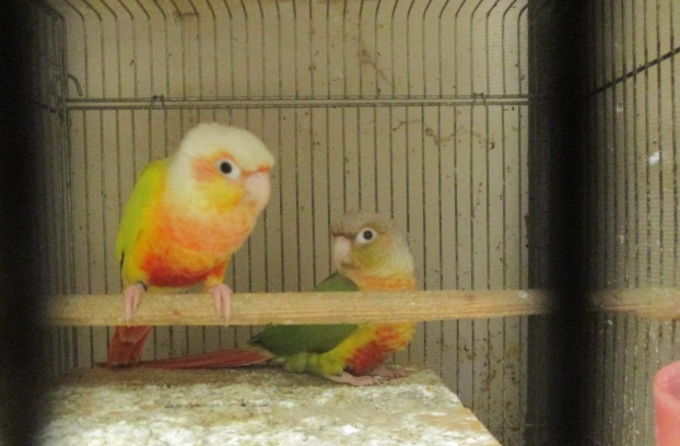 �E���R�C���R�@�y�A