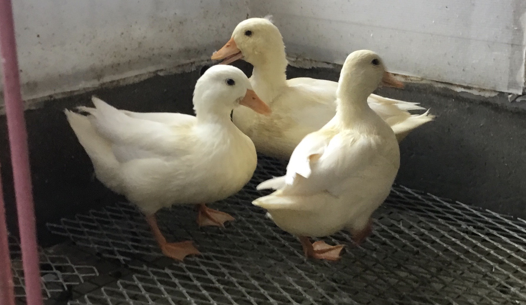 �R�[���_�b�N�̗��@�@4��