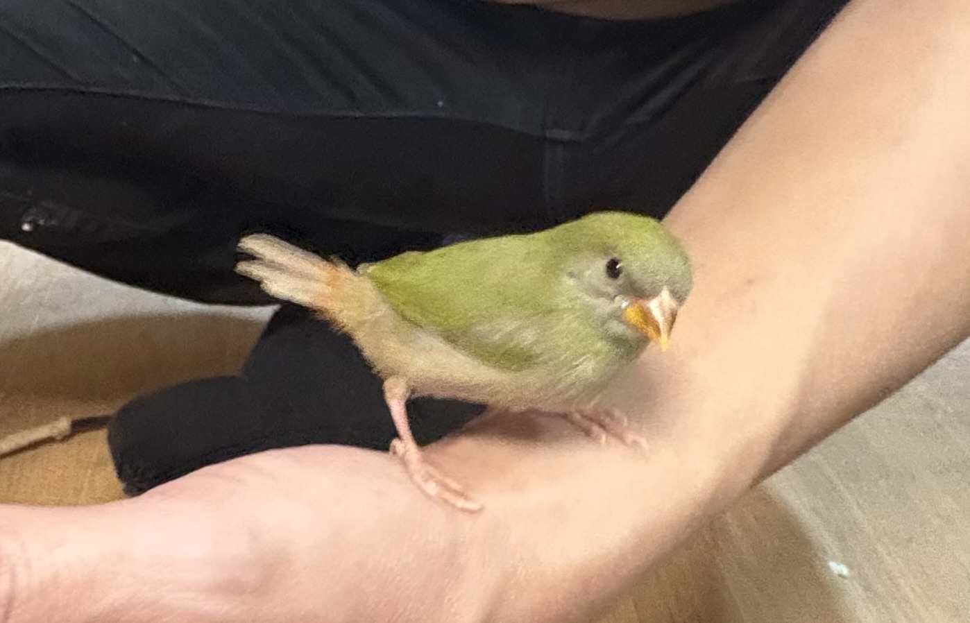 ��m�g���F�ς��I�X