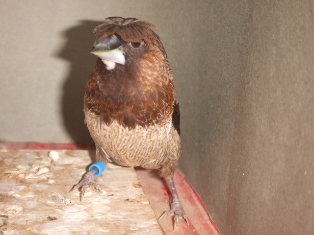 ���V�\�o���I�X